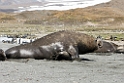 Elephant seal.20081113_3903
